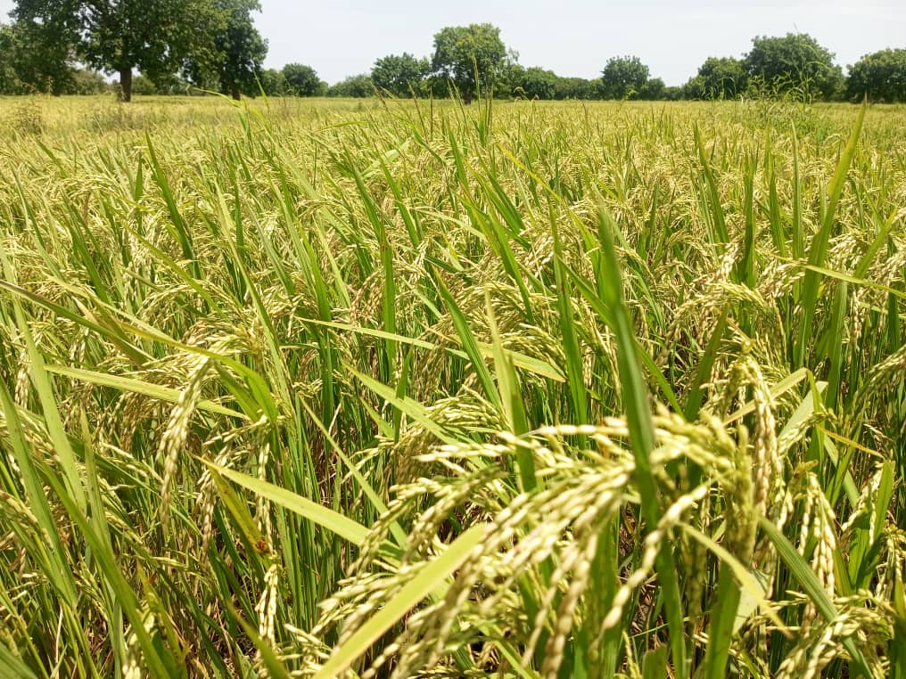 Image de l'activité