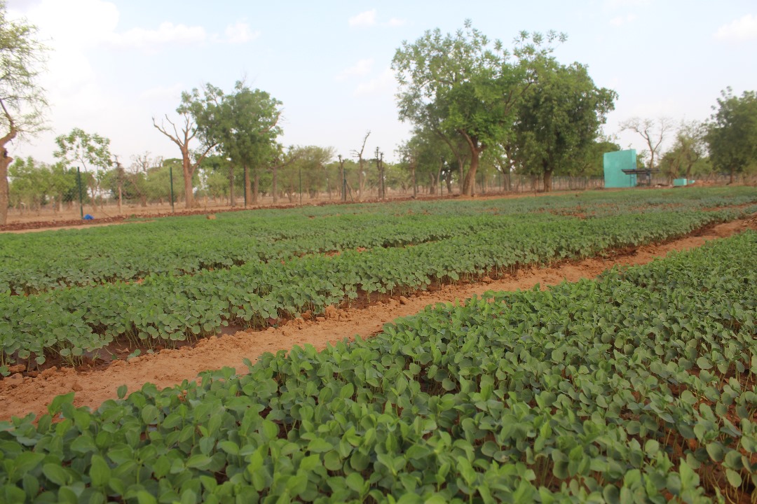 Image de l'activité